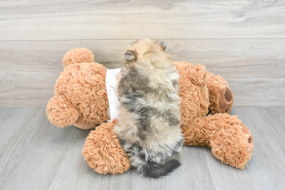 Pomeranian Pup Being Cute