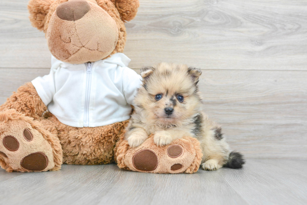 Adorable Pomeranian Purebred Puppy