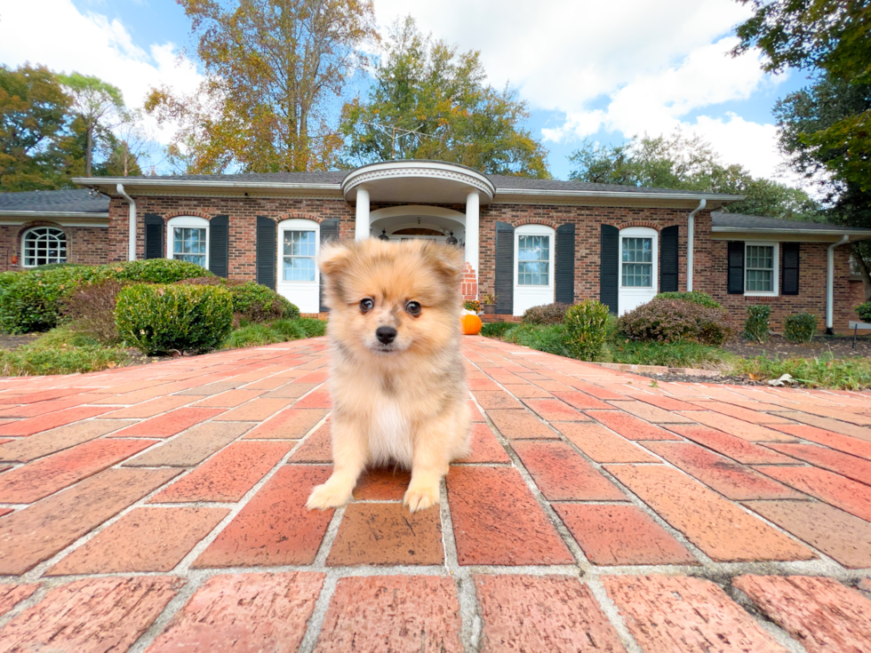 Best Pomeranian Baby