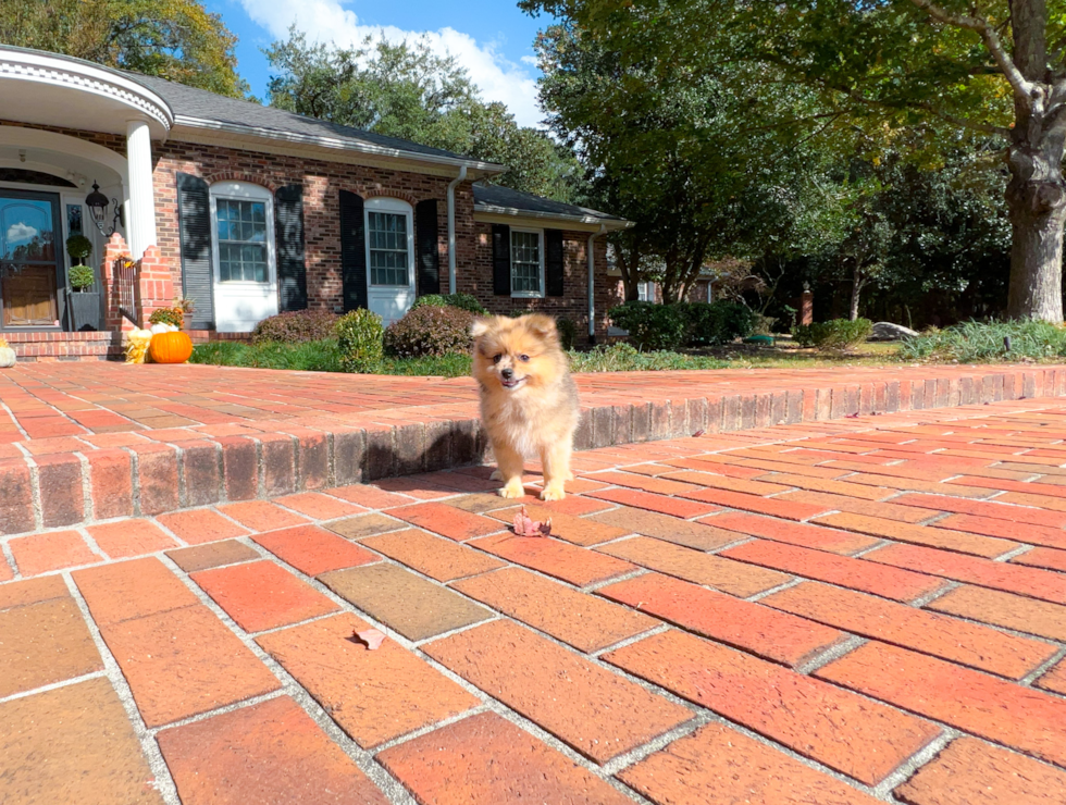 Cute Pomeranian Purebred Pup