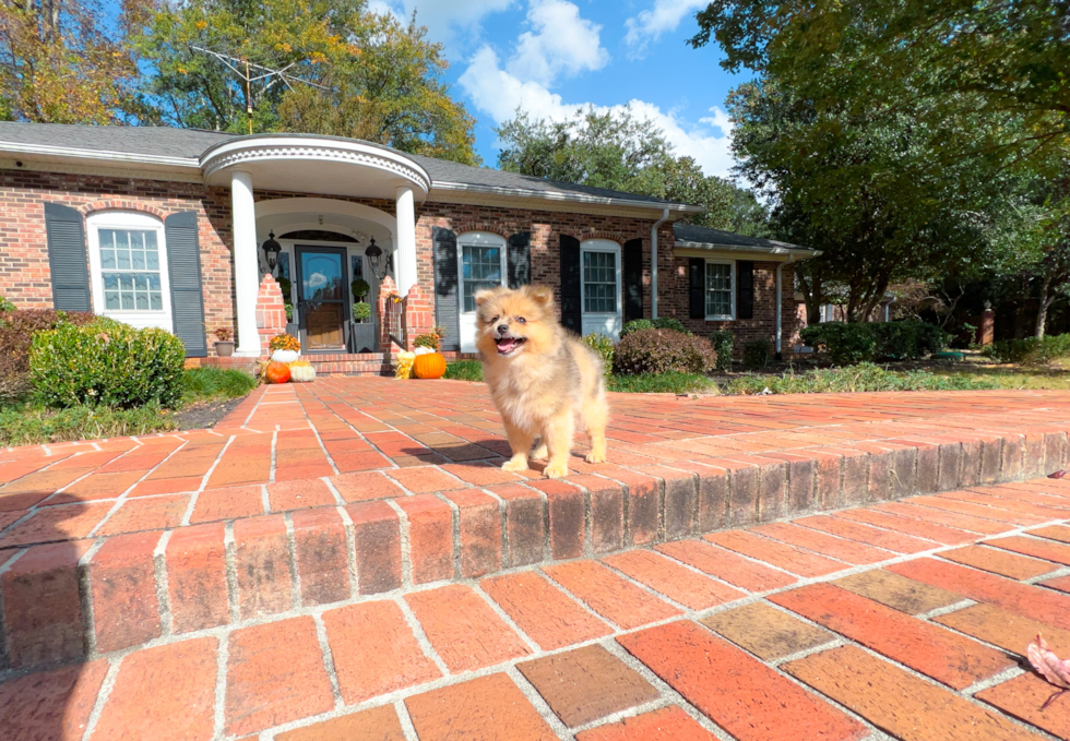 Cute Pomeranian Purebred Pup