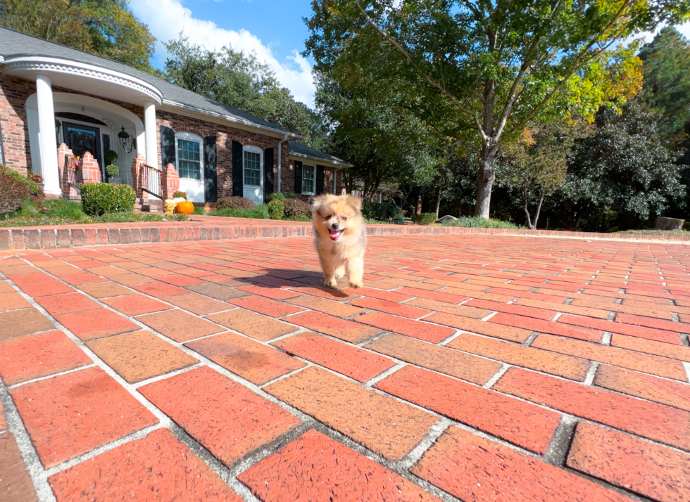 Pomeranian Puppy for Adoption