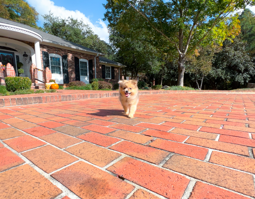 Pomeranian Pup Being Cute