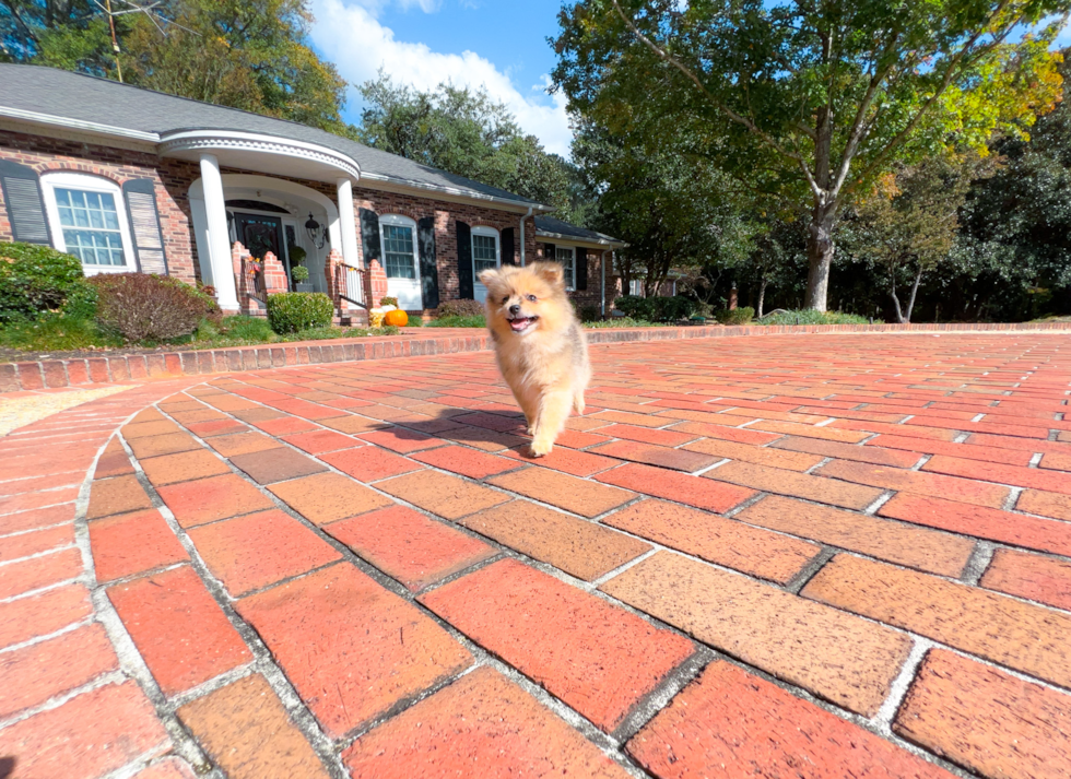 Pomeranian Puppy for Adoption