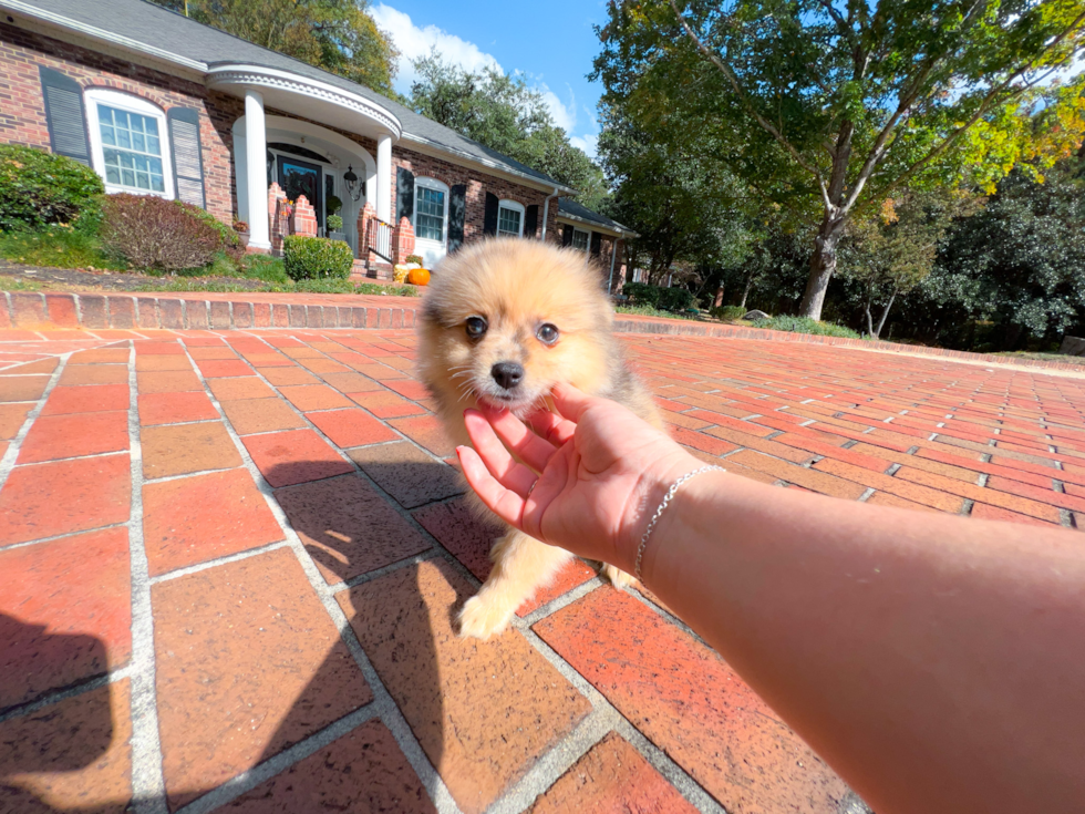 Pomeranian Puppy for Adoption