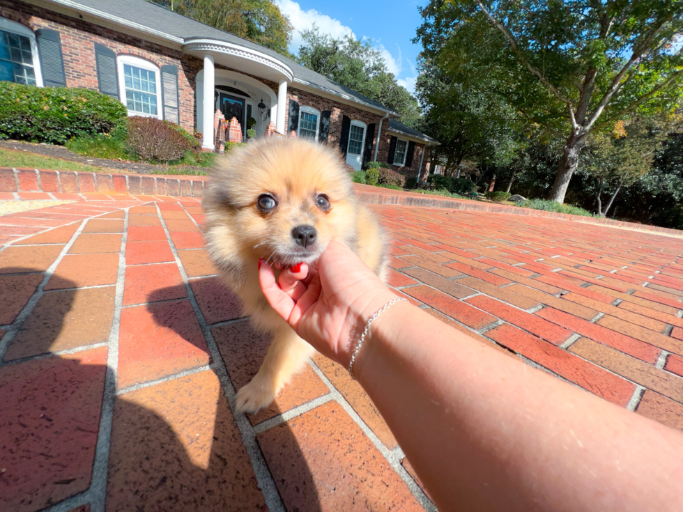 Pomeranian Pup Being Cute