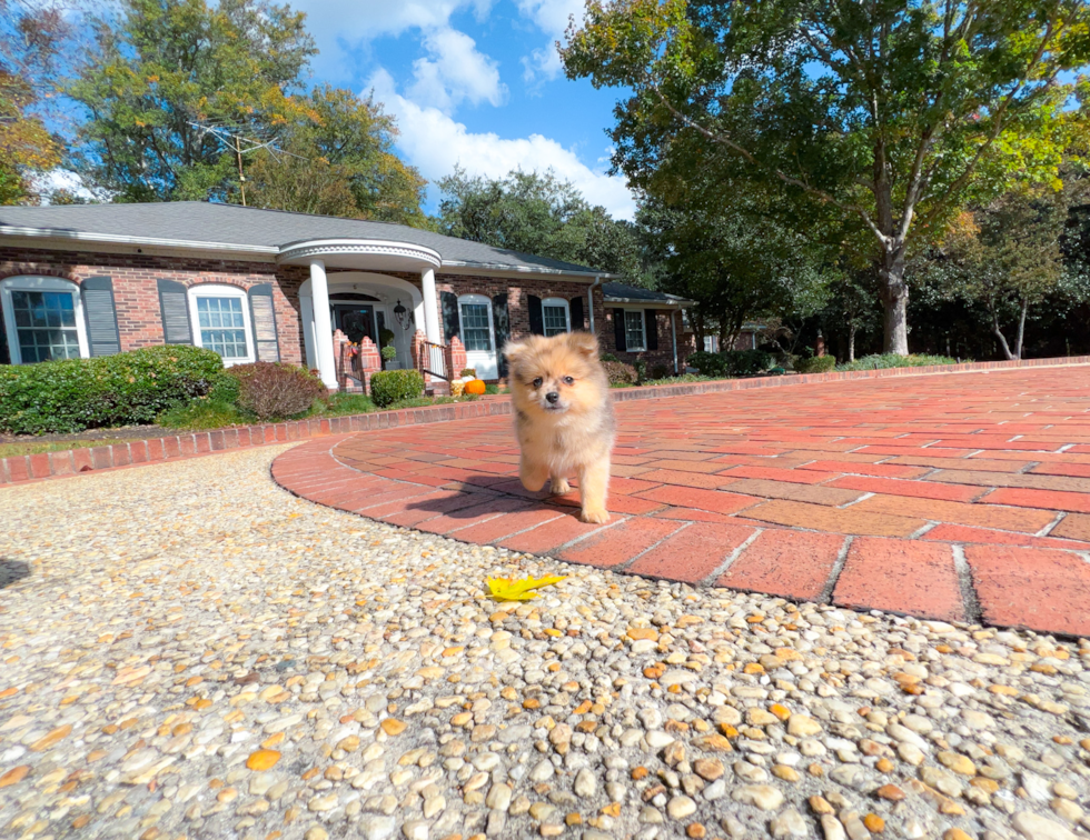 Best Pomeranian Baby