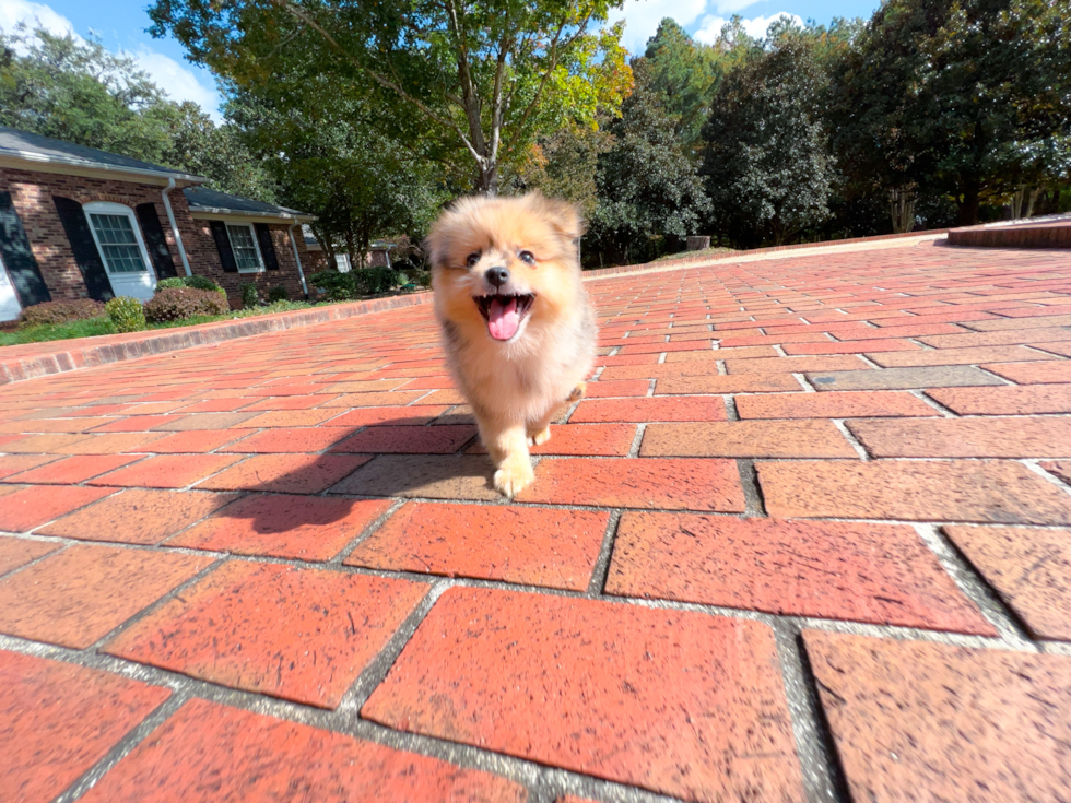 Best Pomeranian Baby
