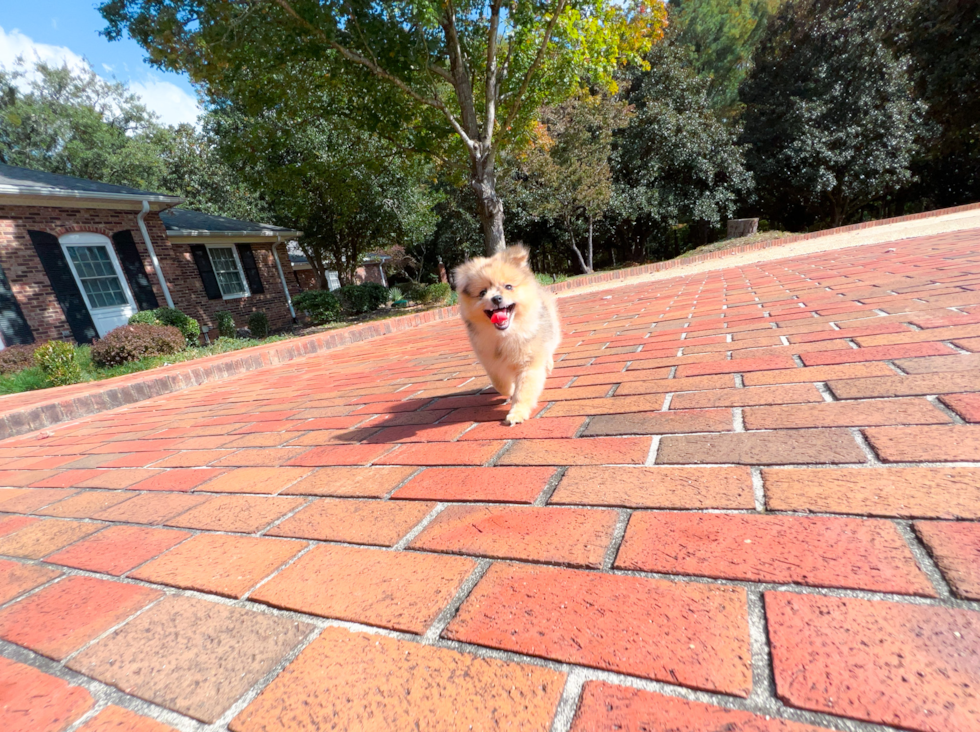 Best Pomeranian Baby