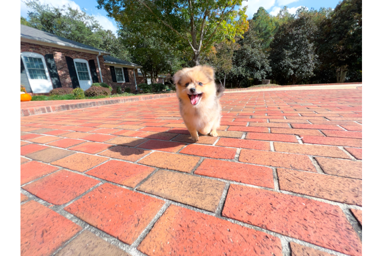 Pomeranian Pup Being Cute