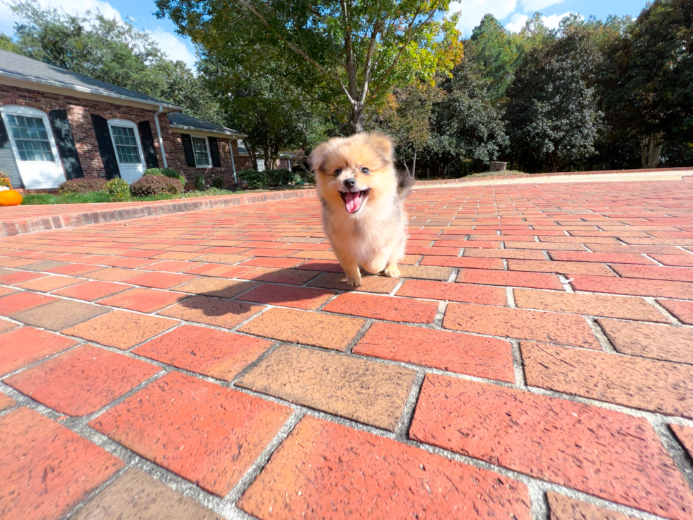 Pomeranian Pup Being Cute