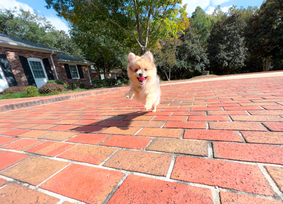 Best Pomeranian Baby