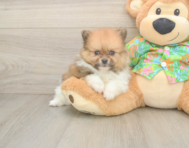 5 week old Pomeranian Puppy For Sale - Simply Southern Pups
