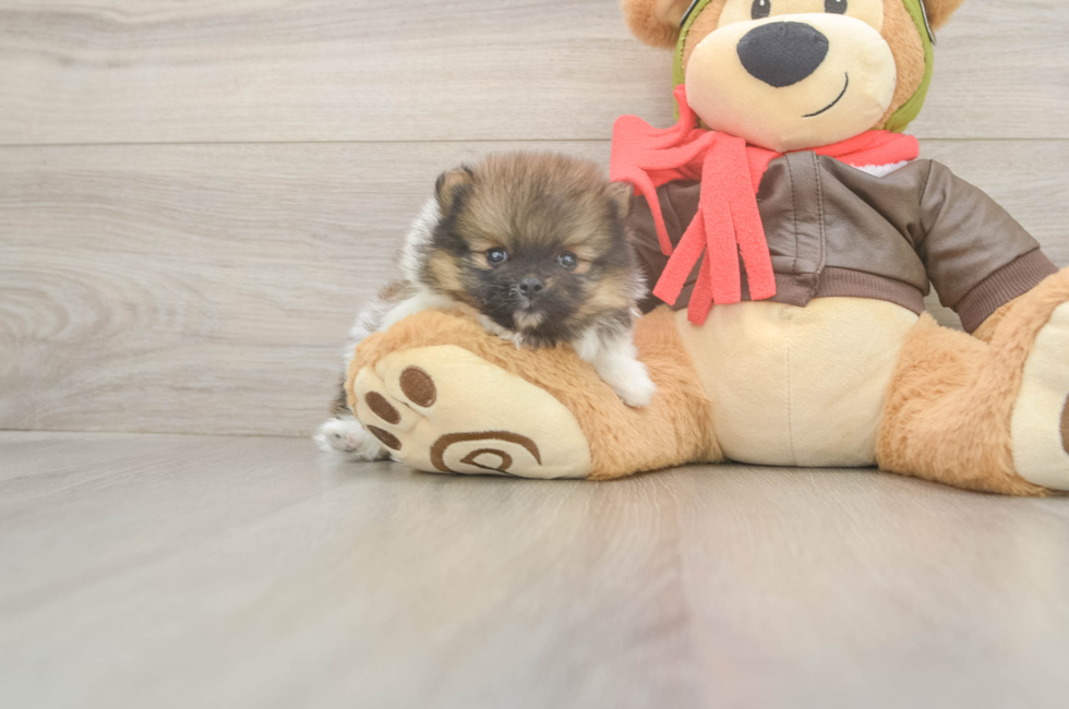 6 week old Pomeranian Puppy For Sale - Simply Southern Pups