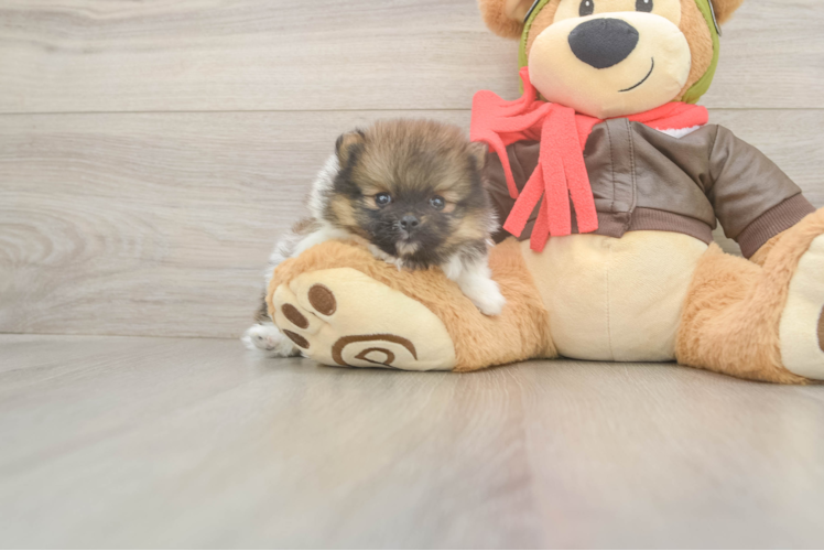 Meet Drake - our Pomeranian Puppy Photo  1/3 - Simply Southern Pups Playful Pomeranian Baby