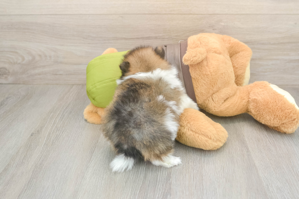 Meet Drake - our Pomeranian Puppy Photo  3/3 - Simply Southern Pups Happy Pom Purebred Puppy