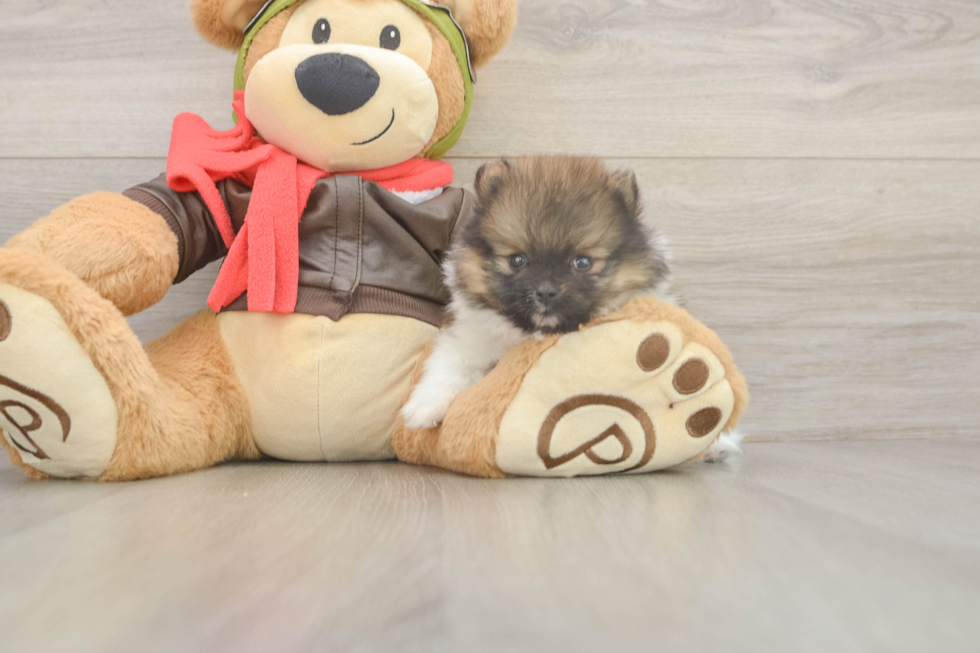 Meet Drake - our Pomeranian Puppy Photo  2/3 - Simply Southern Pups Funny Pomeranian Purebred Pup