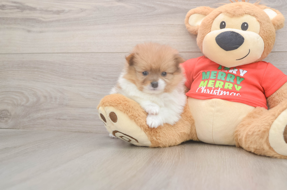 5 week old Pomeranian Puppy For Sale - Simply Southern Pups