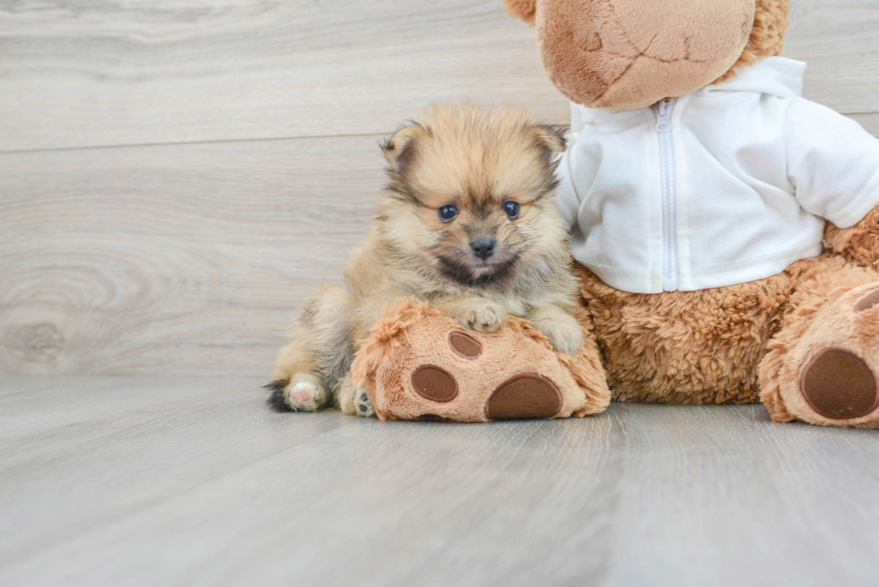 Pomeranian Puppy for Adoption