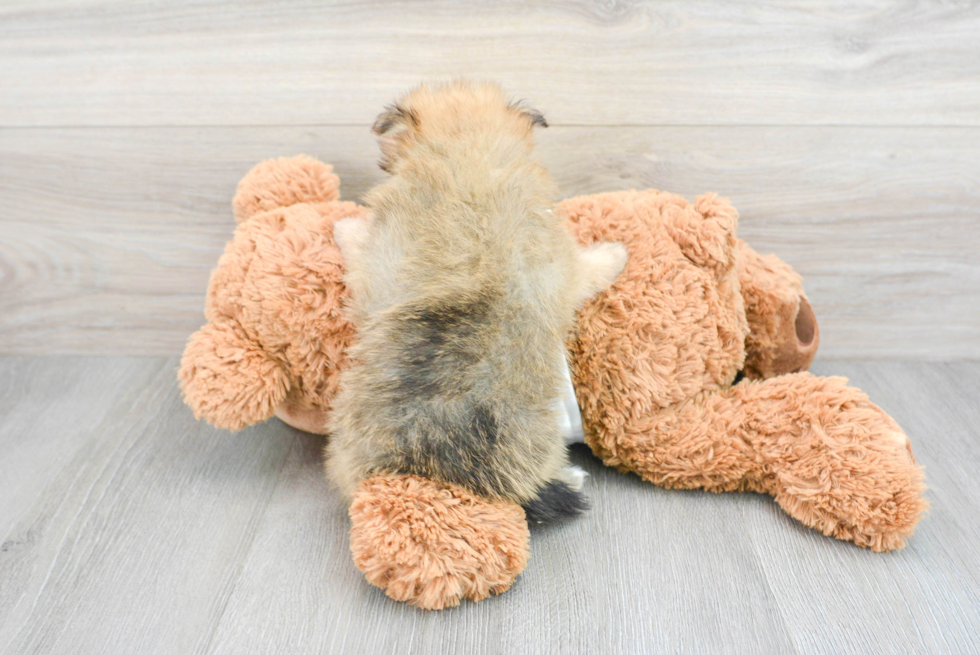 Best Pomeranian Baby
