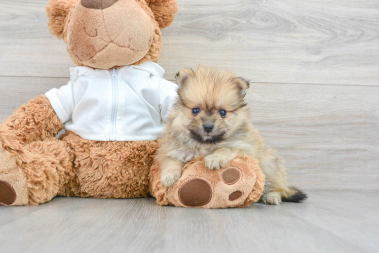 Pomeranian Pup Being Cute