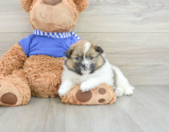 6 week old Pomeranian Puppy For Sale - Simply Southern Pups