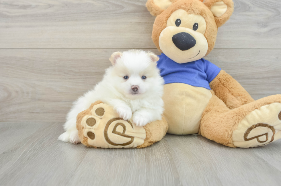 5 week old Pomeranian Puppy For Sale - Simply Southern Pups