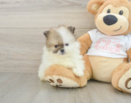 6 week old Pomeranian Puppy For Sale - Simply Southern Pups