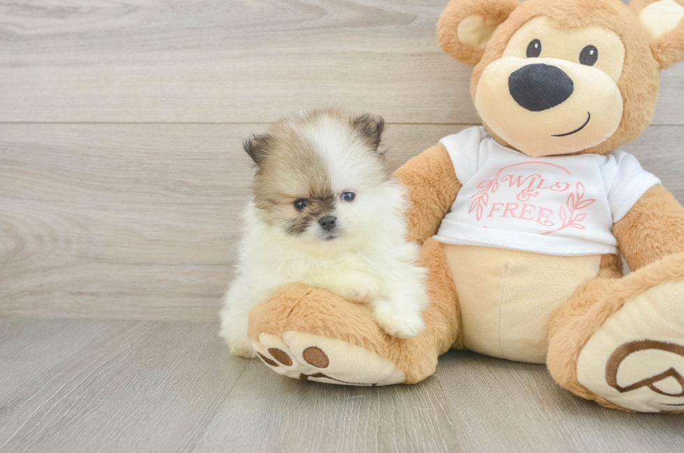 6 week old Pomeranian Puppy For Sale - Simply Southern Pups