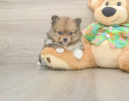 5 week old Pomeranian Puppy For Sale - Simply Southern Pups