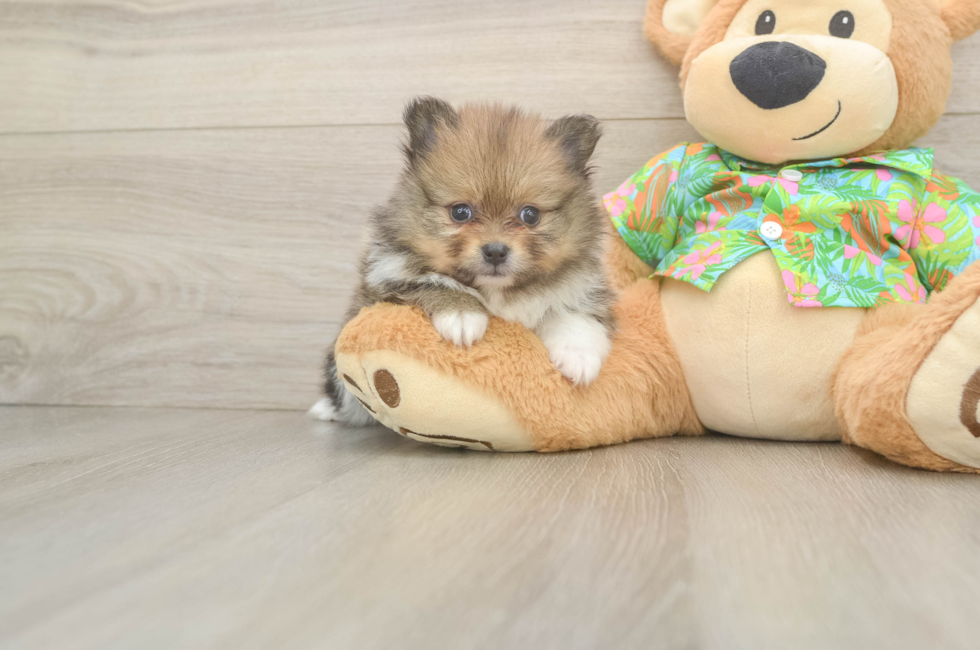 6 week old Pomeranian Puppy For Sale - Simply Southern Pups