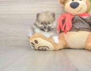 8 week old Pomeranian Puppy For Sale - Simply Southern Pups