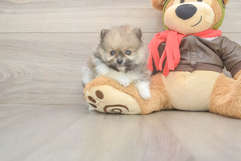 Meet Drew - our Pomeranian Puppy Photo  1/3 - Simply Southern Pups Pomeranian Puppy for Adoption
