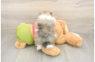 Meet Drew - our Pomeranian Puppy Photo  3/3 - Simply Southern Pups Fluffy Pom Purebred Puppy