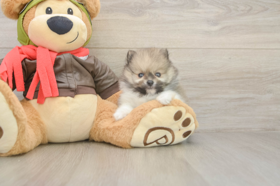 Meet Drew - our Pomeranian Puppy Photo  2/3 - Simply Southern Pups Cute Swergspitz Purebred Puppy