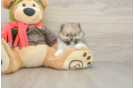 Meet Drew - our Pomeranian Puppy Photo  2/3 - Simply Southern Pups Cute Swergspitz Purebred Puppy