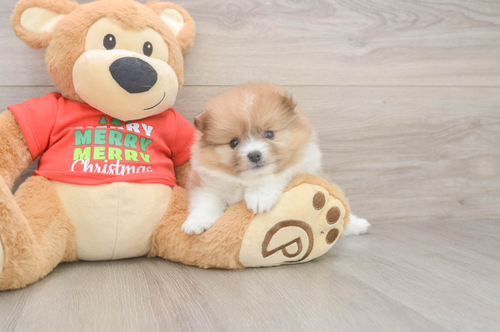 5 week old Pomeranian Puppy For Sale - Simply Southern Pups