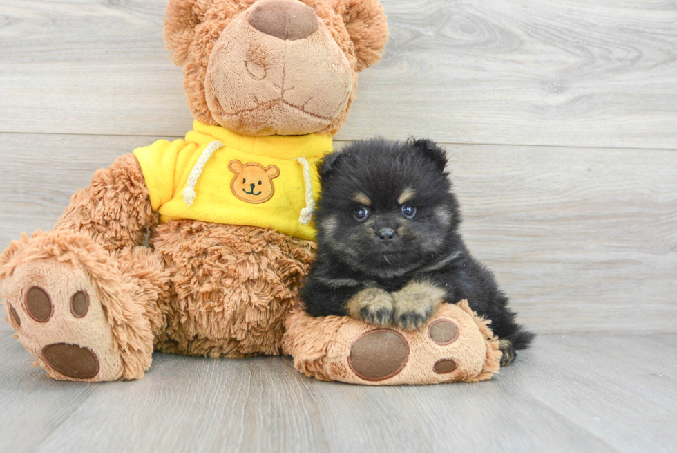 Fluffy Pomeranian Purebred Puppy