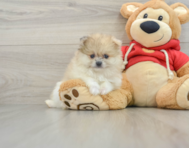 7 week old Pomeranian Puppy For Sale - Simply Southern Pups