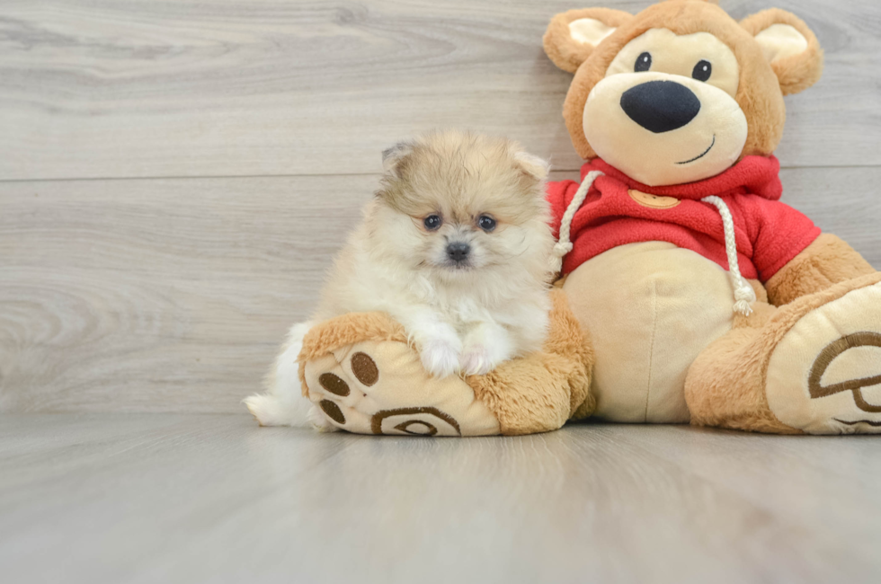 6 week old Pomeranian Puppy For Sale - Simply Southern Pups