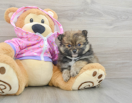 9 week old Pomeranian Puppy For Sale - Simply Southern Pups