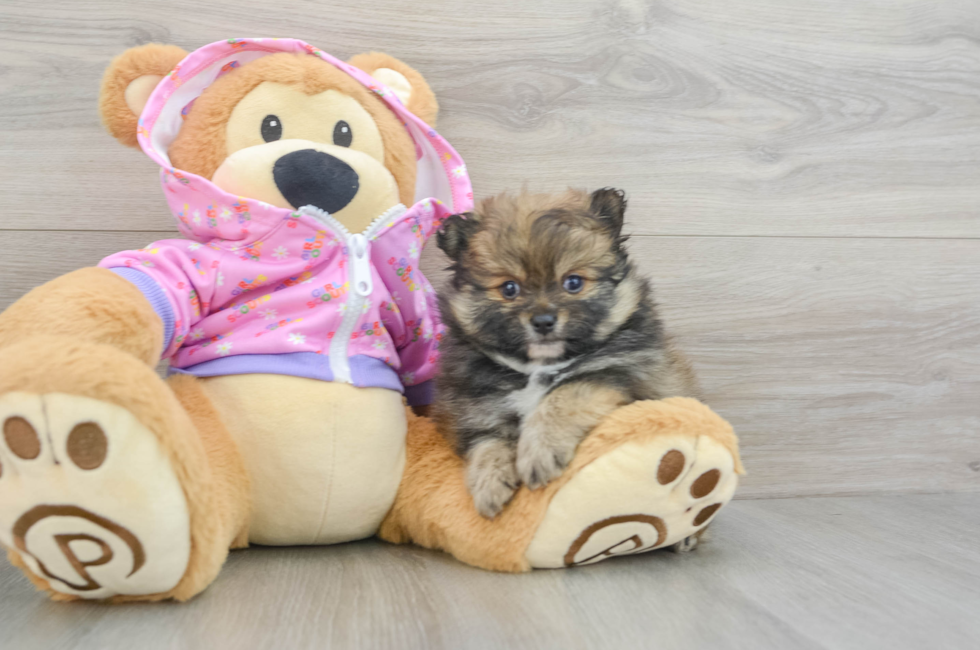 9 week old Pomeranian Puppy For Sale - Simply Southern Pups