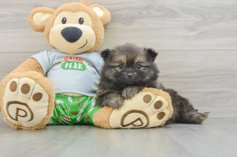 7 week old Pomeranian Puppy For Sale - Simply Southern Pups