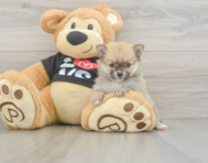 7 week old Pomeranian Puppy For Sale - Simply Southern Pups