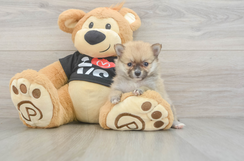 6 week old Pomeranian Puppy For Sale - Simply Southern Pups