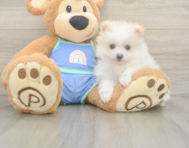 5 week old Pomeranian Puppy For Sale - Simply Southern Pups