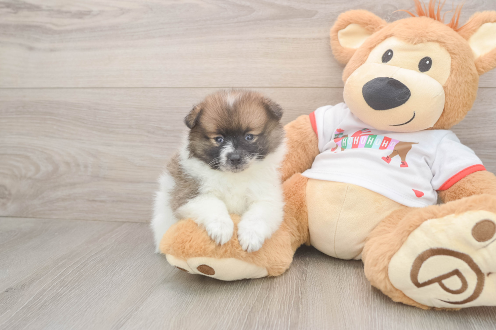 Best Pomeranian Baby