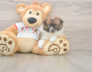 8 week old Pomeranian Puppy For Sale - Simply Southern Pups