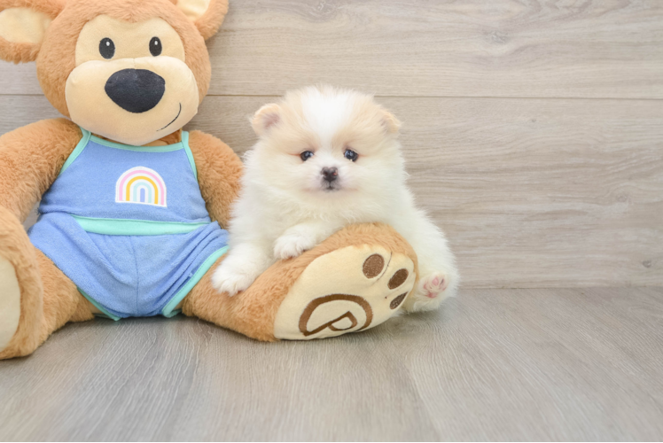 Pomeranian Puppy for Adoption