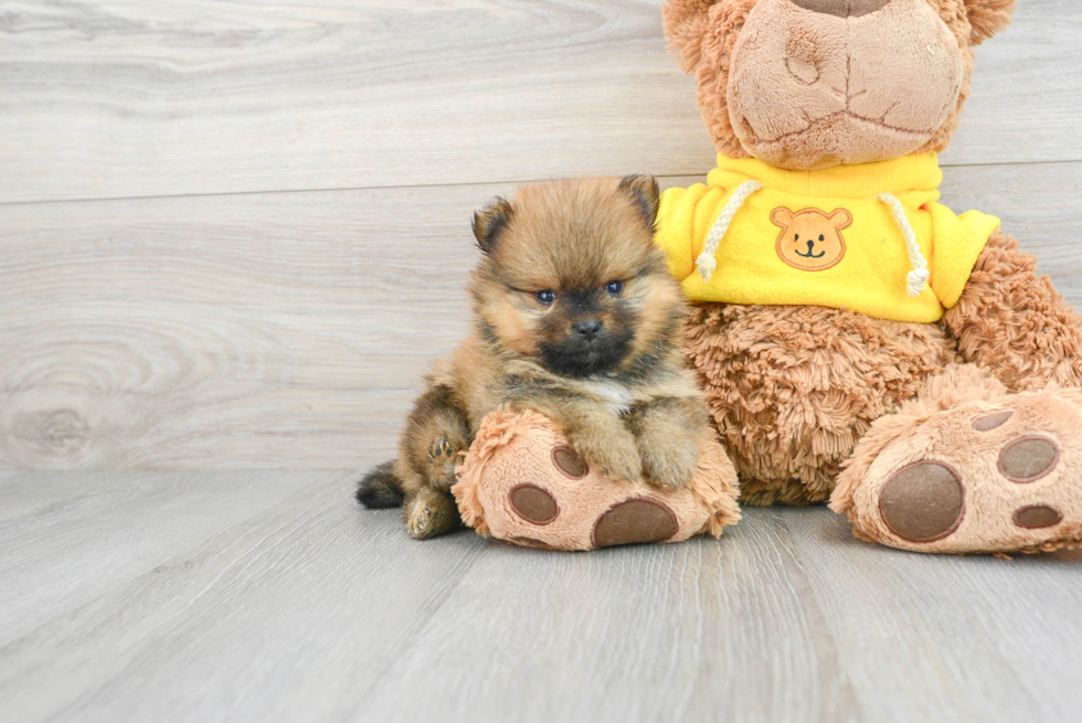Best Pomeranian Baby